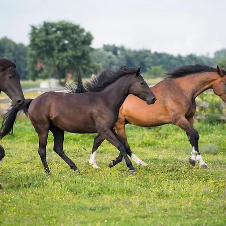 Ranch Kamovci21 Tatil Evi